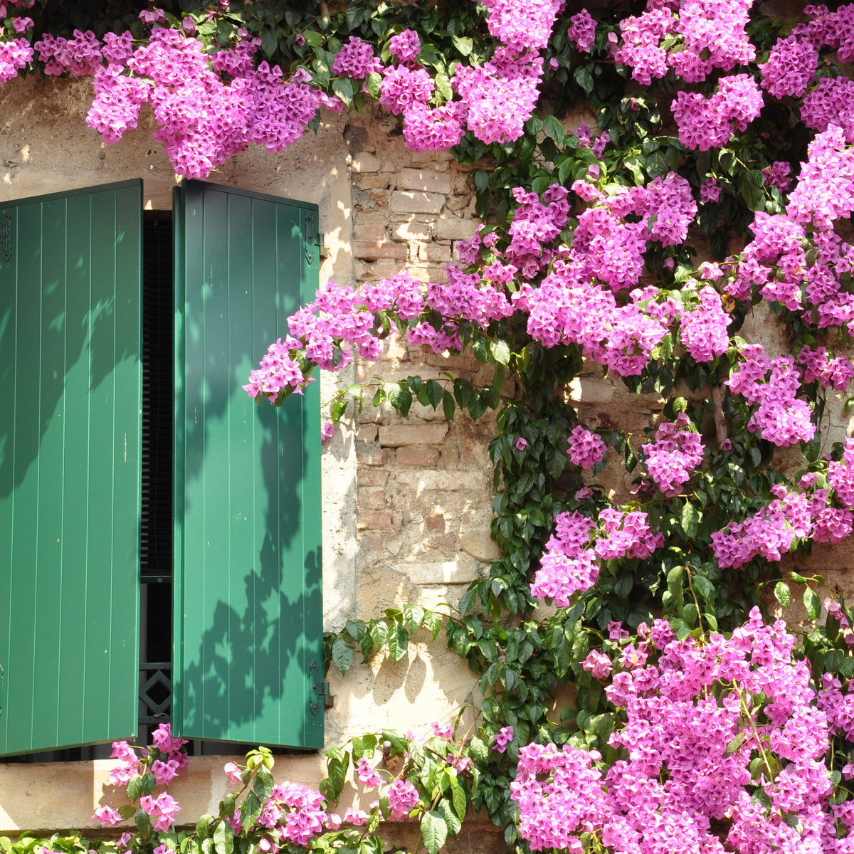 Bougainville - Roze bougainville - Bougainvillea pink