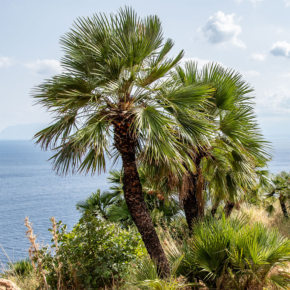 Chamaerops humilis - Europese dwergpalm 3 Liter pot - Palmen