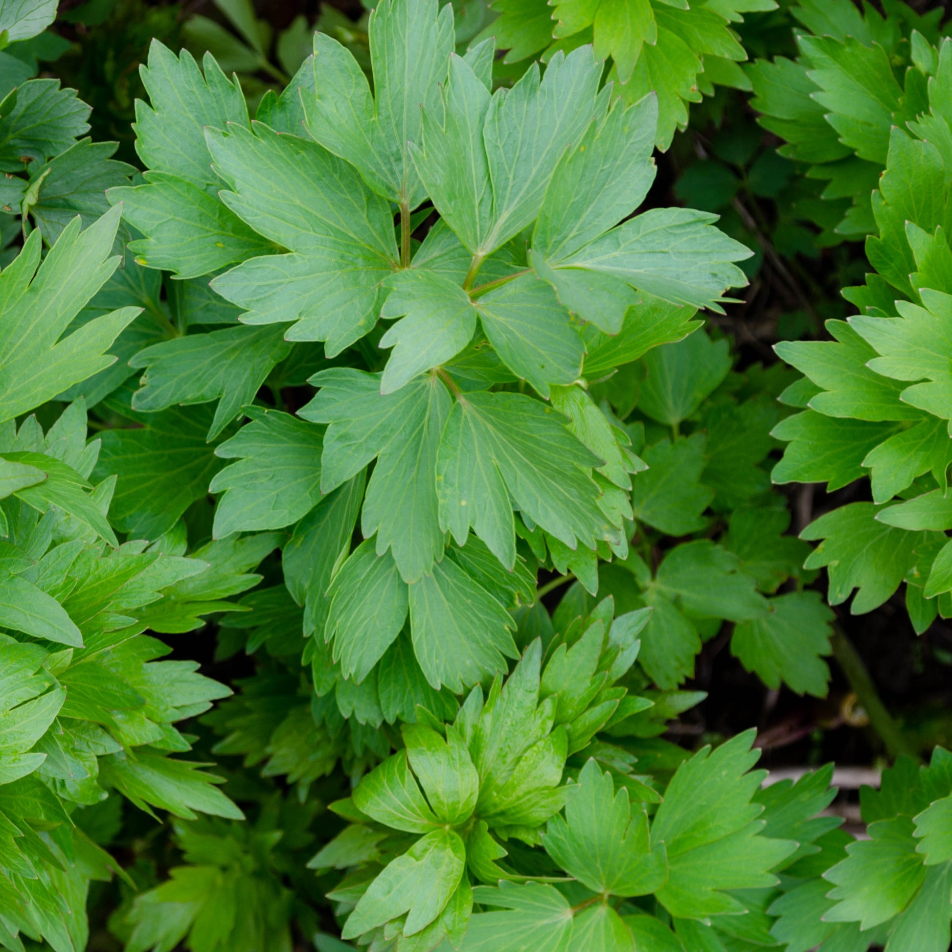 Verkoop Maggieplant - Levisticum officinalis