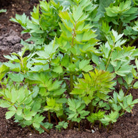 Maggieplant - Levisticum officinalis - Bakker