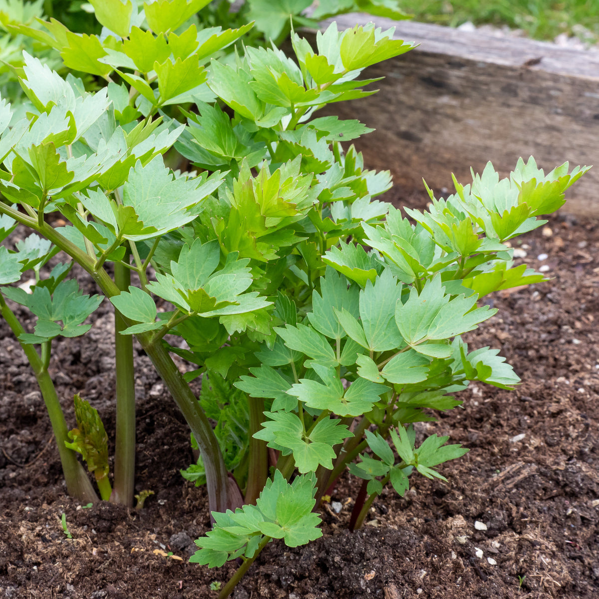 Verkoop Maggieplant