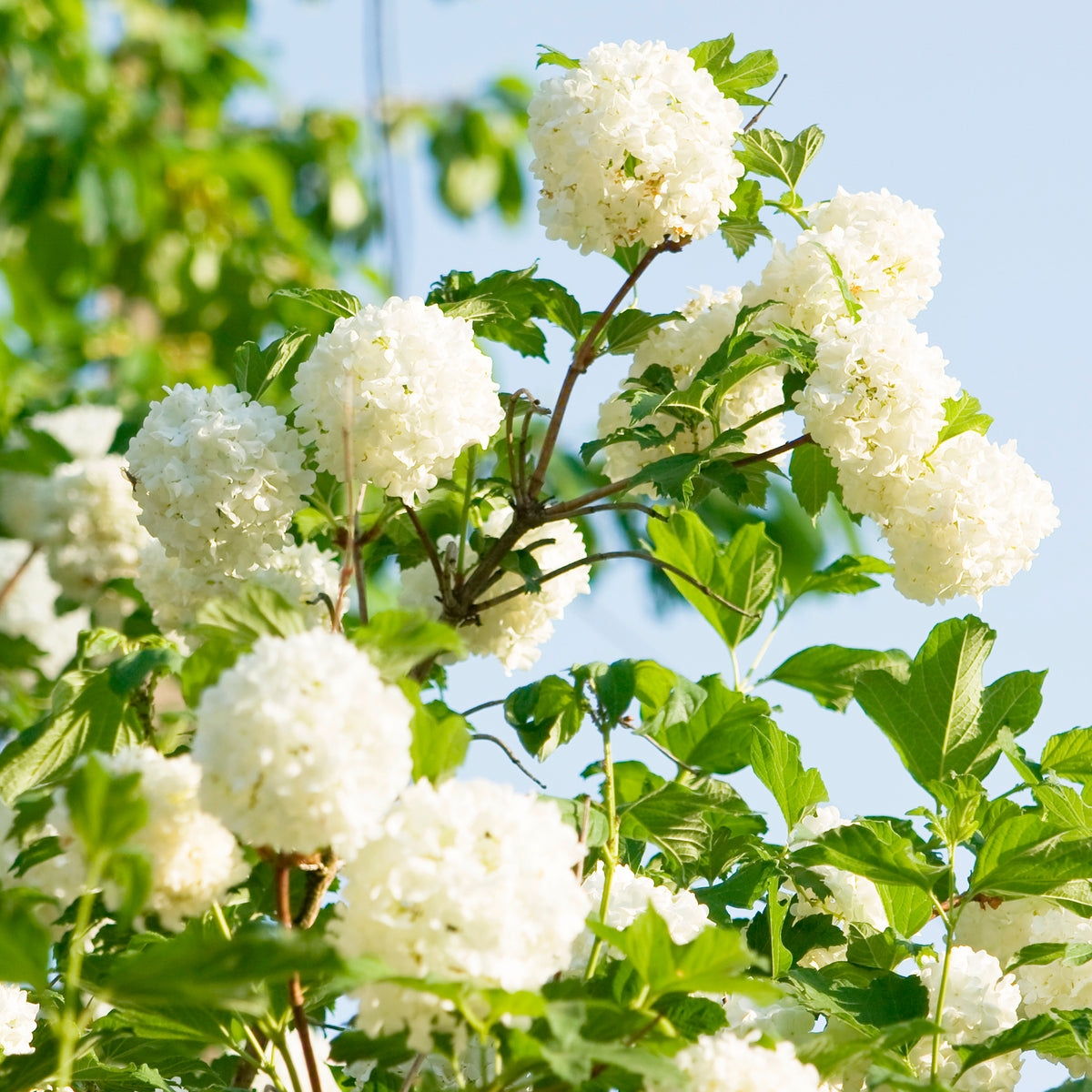 Gelderse roos 'Roseum'
