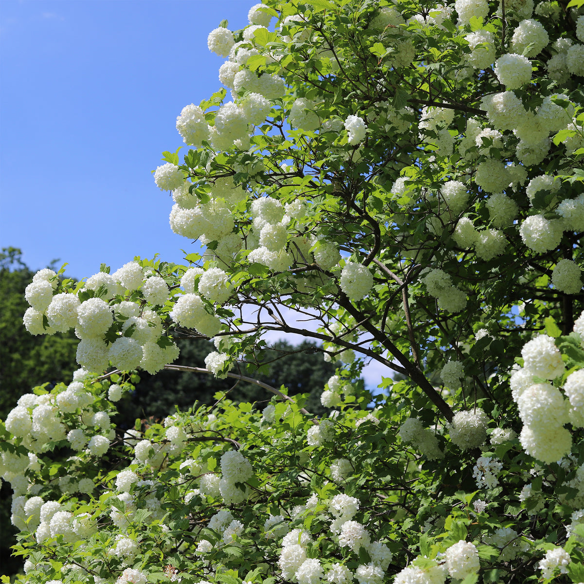 Verkoop Gelderse roos 'Roseum' - Viburnum opulus Roseum