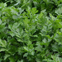 Selderij 'Gewone Snij / Westlandse' - BIO - Apium graveolens gewone snij westlandse - Bakker