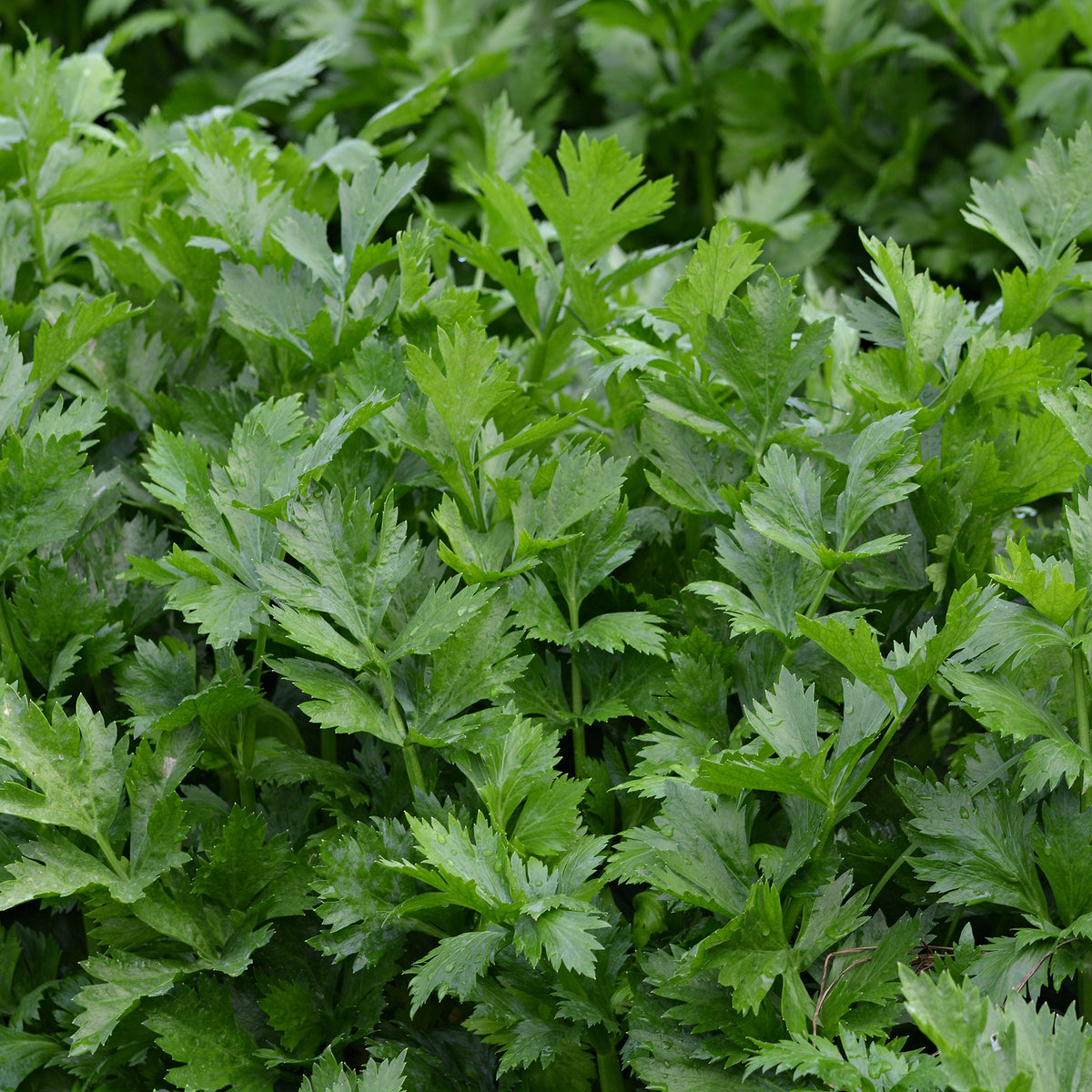 Selderij 'Gewone Snij / Westlandse' - BIO - Apium graveolens gewone snij westlandse - Bakker
