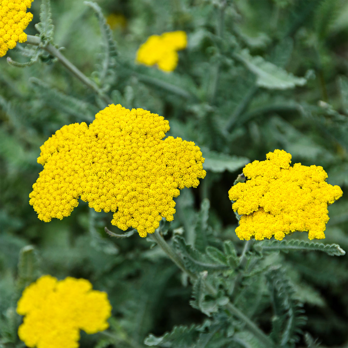Duizendblad - Achillea hybride moonshine - Bakker