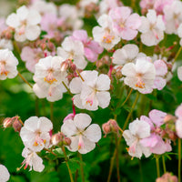 Geranium x cantabrigiense st ola - Ooievaarsbek hybride Saint Ola - Geraniums