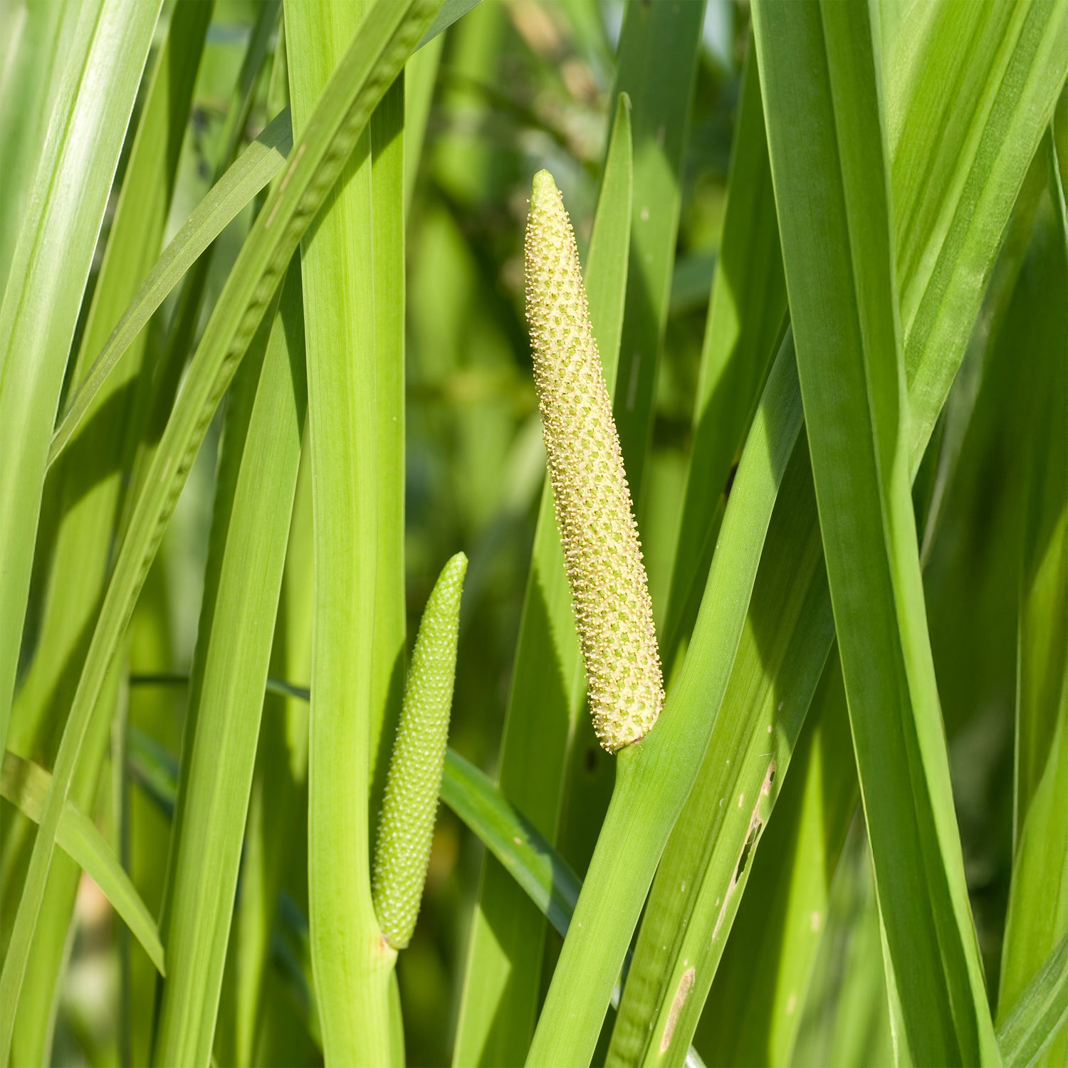 Acorus calamus - Kalmoes