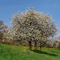 Prunus avium - Zoete Kers - Bomen