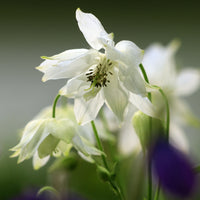 Aquilegia vulgaris stellata Green Apples - Akelei Green Apples - Akelei