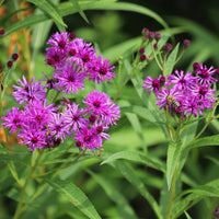 Ijzerkruid Mammuth - Bakker