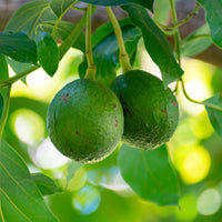 Persea americana var. Bacon (De greffe) - Avocadoboom Bacon - Exotische fruit