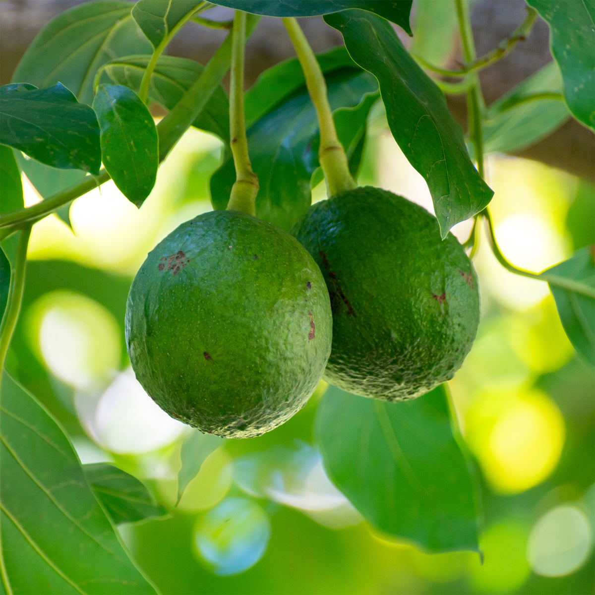 Persea americana var. Bacon (De greffe) - Avocadoboom Bacon - Exotische fruit