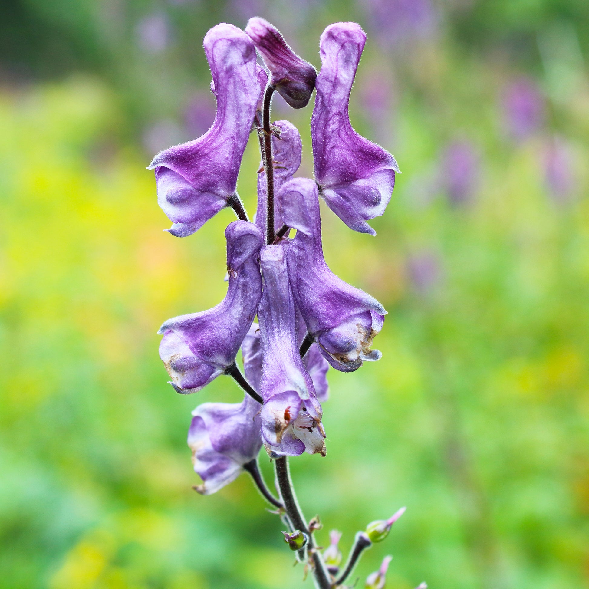 Monnikskap Blue Sparrow - Aconitum hybride purple sparrow - Bakker