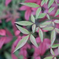 Dwerg heilige bamboe Flirt - Nandina domestica Flirt Murasaki - Bakker