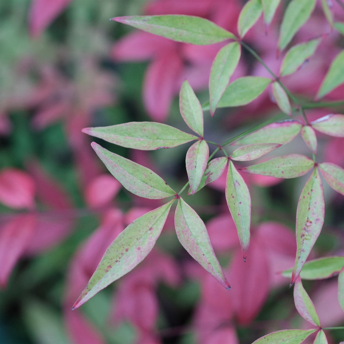 Dwerg heilige bamboe Flirt - Nandina domestica Flirt Murasaki - Bakker