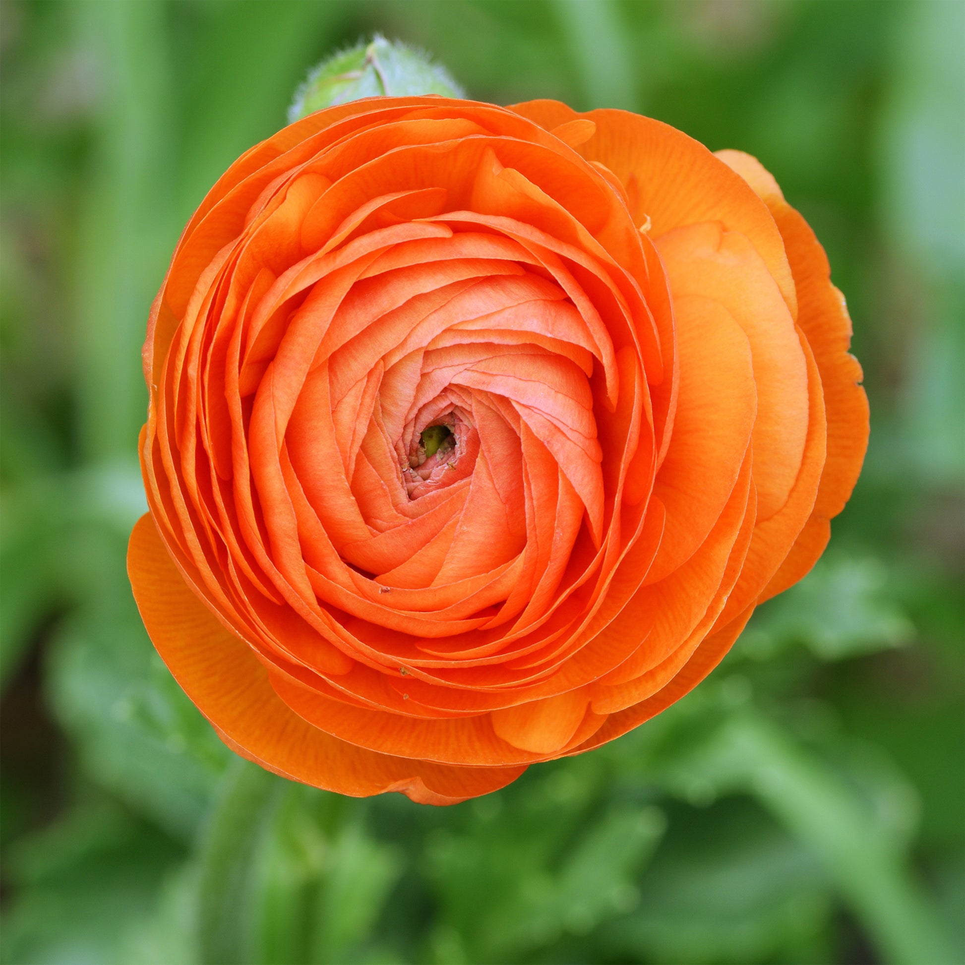 Ranonkel Orange Flame (10x) - Ranunculus Orange Flame - Bakker