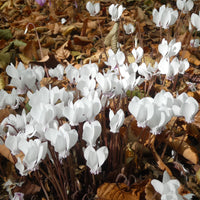 Cyclamen hederifolium Album - Alpenviooltje - Cyclamen - Alpenviooltje