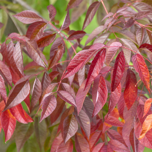 Amerikaanse es 'Autumn Applause' - Bakker