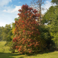 Nyssa sylvatica - Zwarte tupeloboom - Bomen