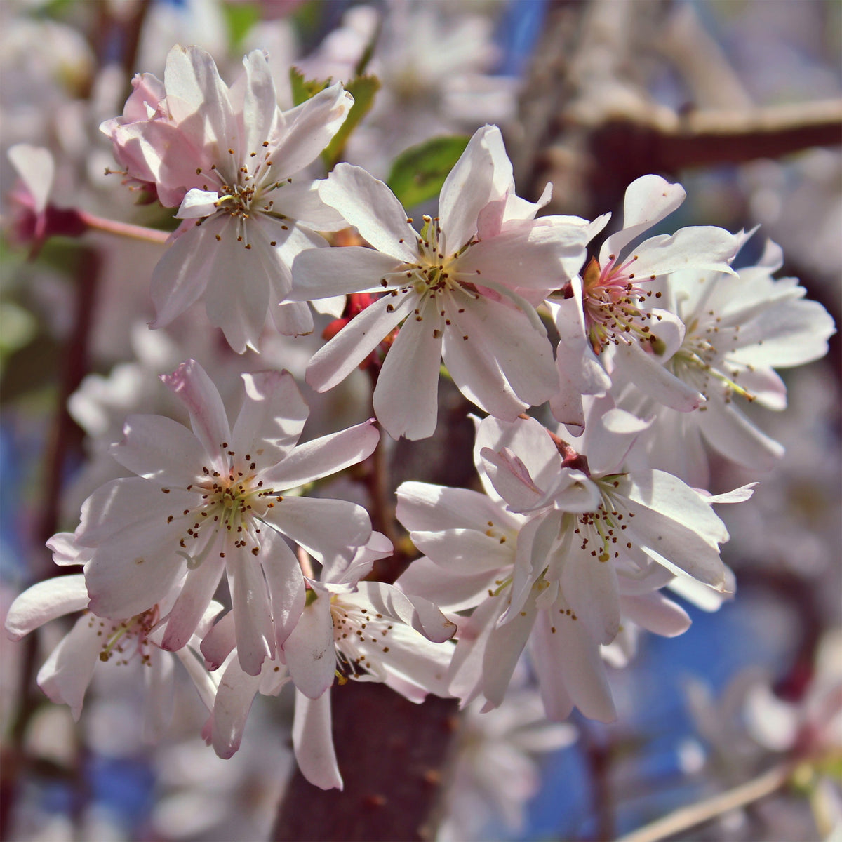 Prunus subhirtella Autumnalis Rosea - Roze winterkers - Japanse kersenbloesem - Prunus