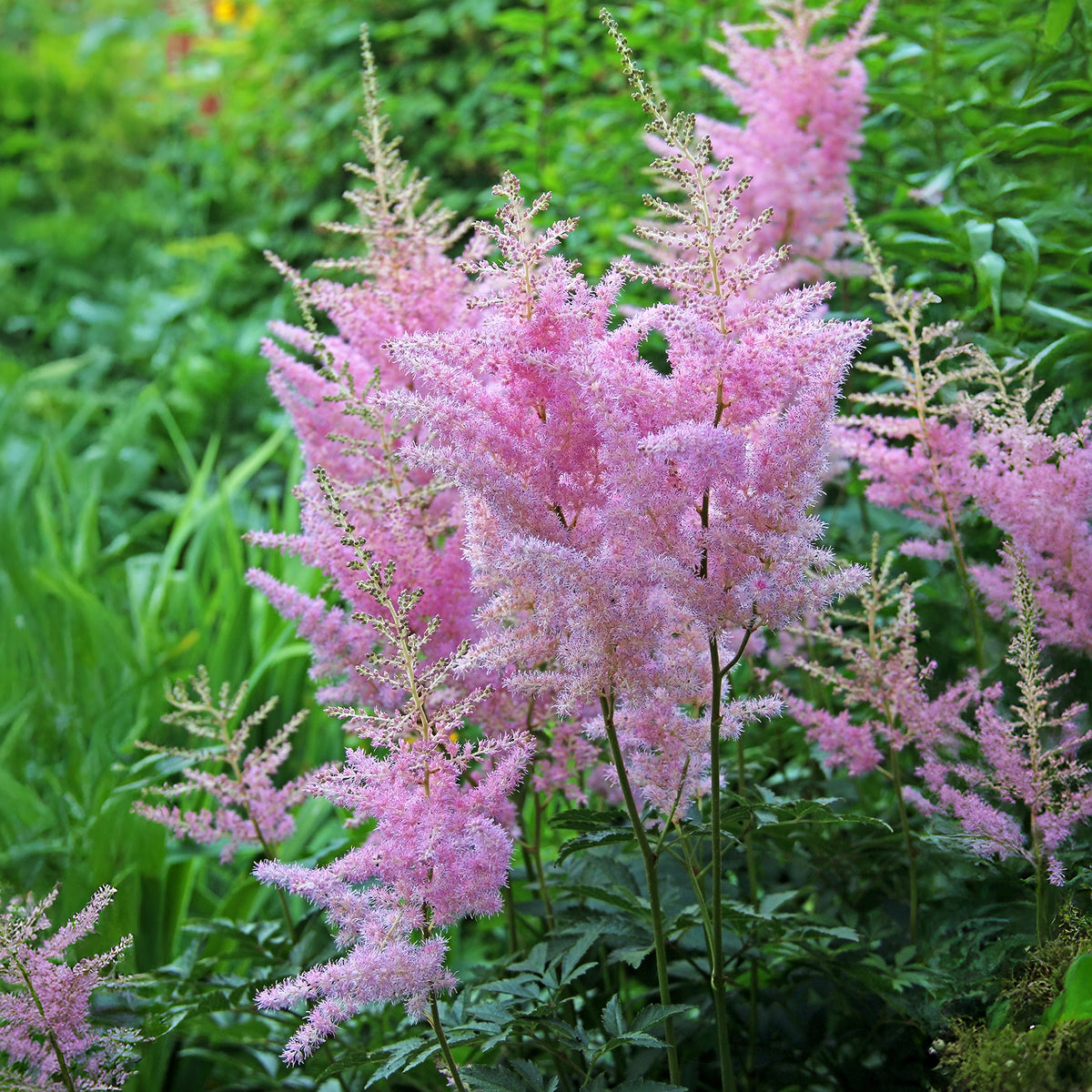 Pluimspirea Anita Pfeifer - Astilbe x arendsii Anita Pfeifer - Bakker