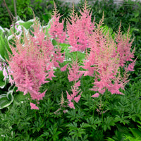 Pluimspirea Anita Pfeifer - Bakker