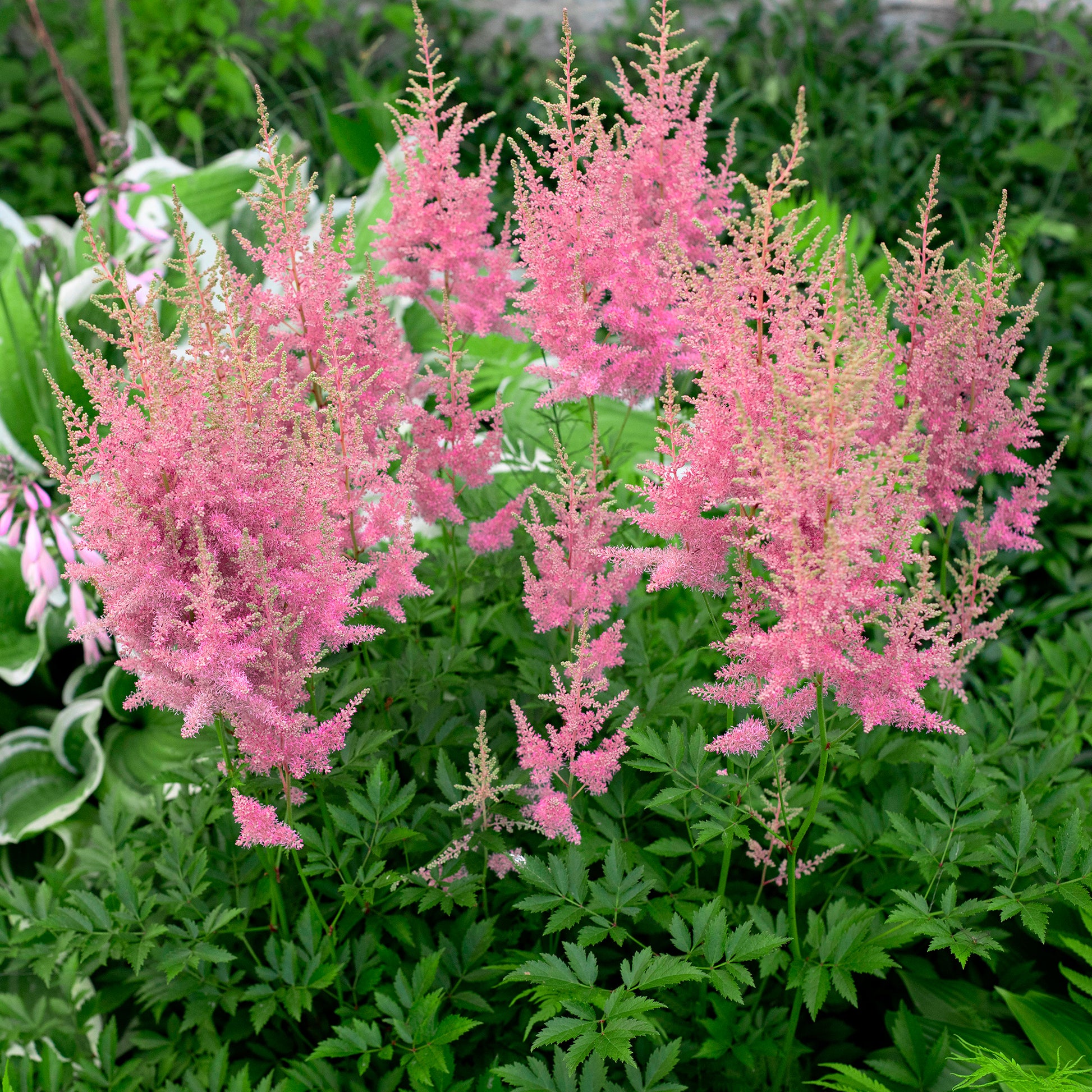 Pluimspirea Anita Pfeifer - Bakker