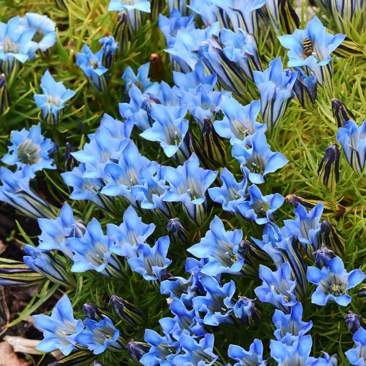 Gentiaan Blue Star - Bakker
