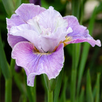 Siberische lis Dance Ballerina Dance - Bakker