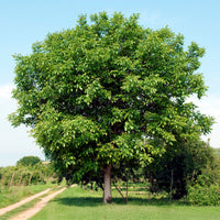 Walnotenboom Buccaneer - Juglans regia Buccaneer - Bakker