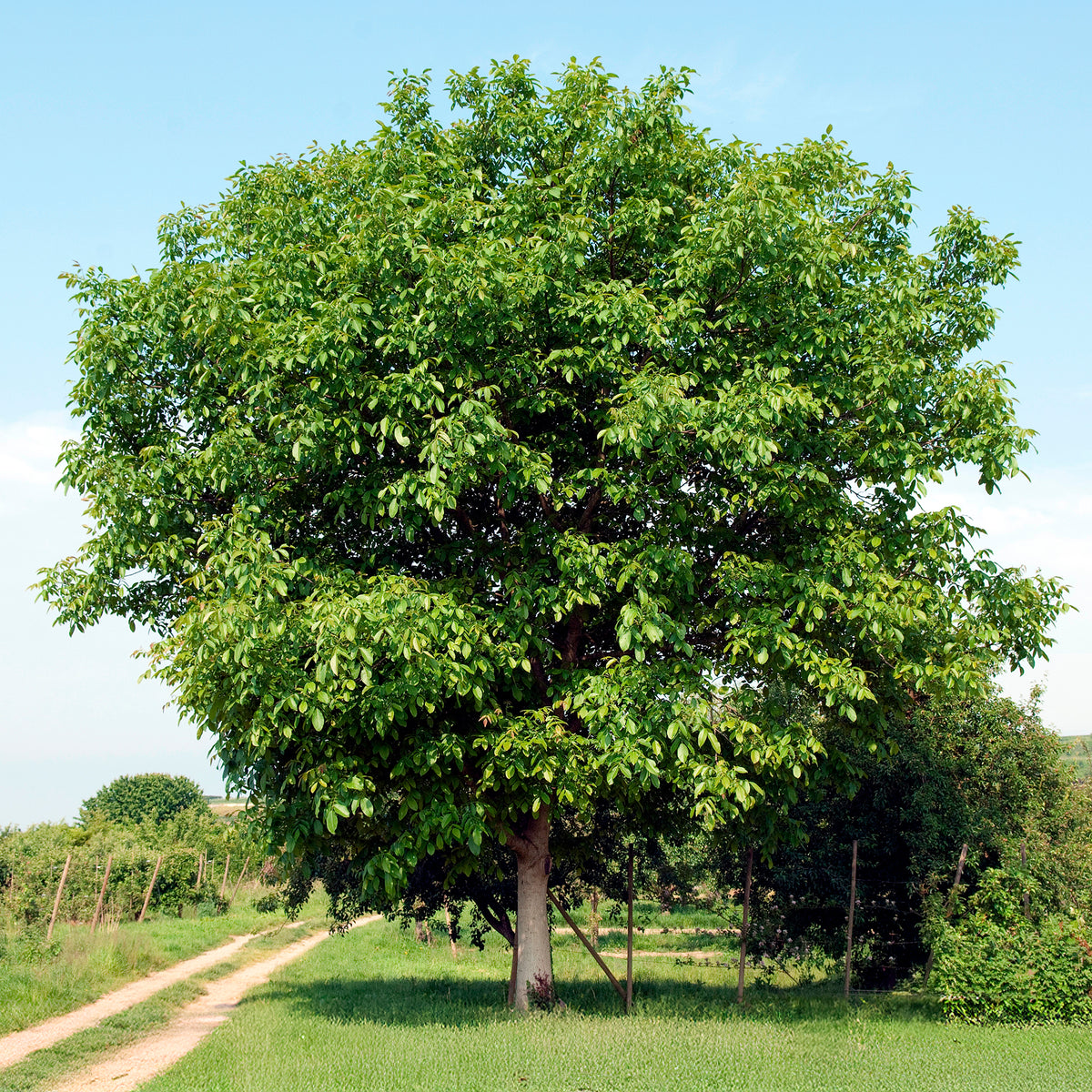 Walnotenboom Buccaneer - Juglans regia Buccaneer - Bakker