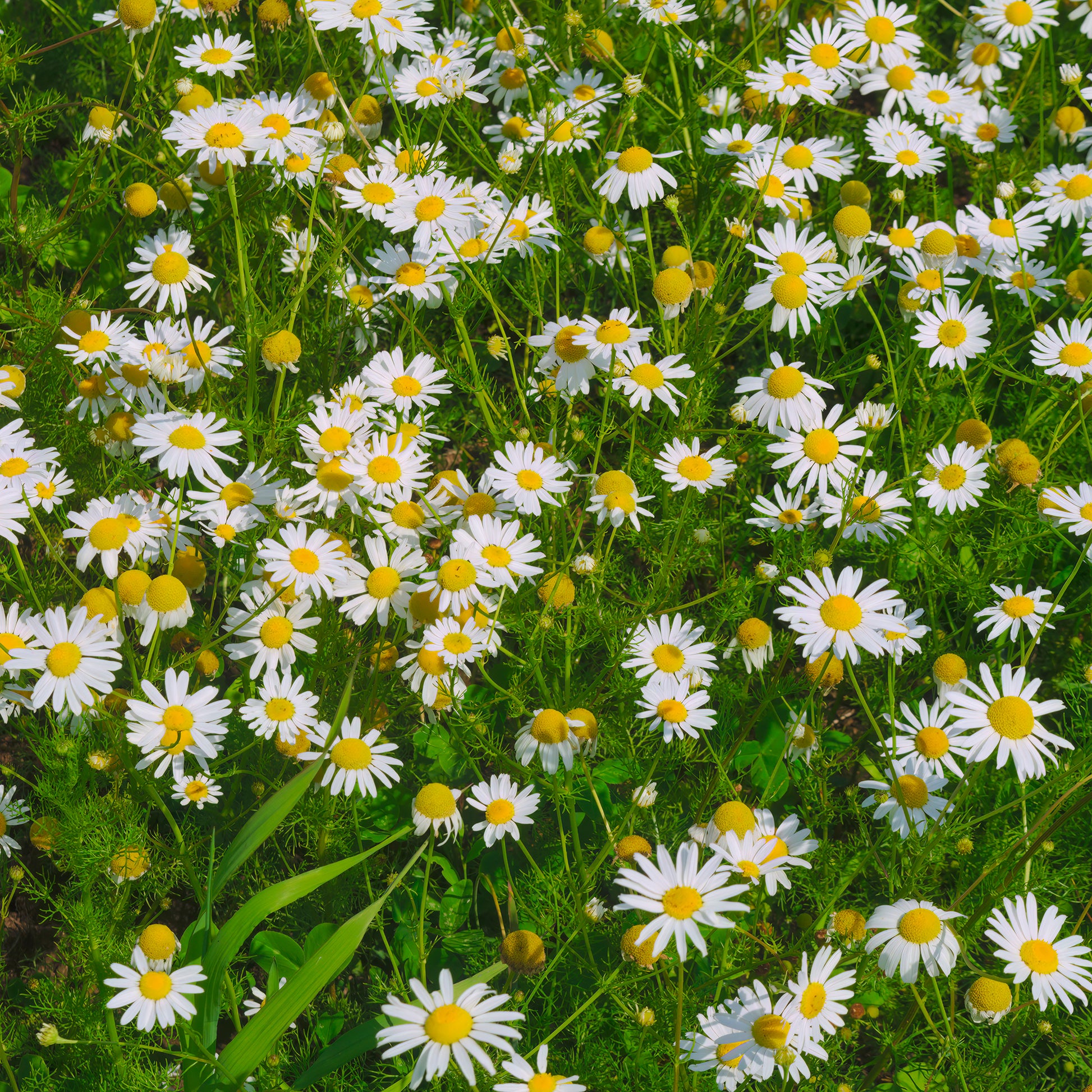 Kruipende kamille - Bakker