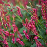 Duizendknooop Amethyst Summer - Bakker