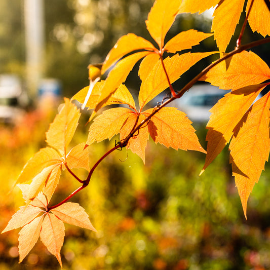 Wilde Wingerd  Yellow wall® - Bakker