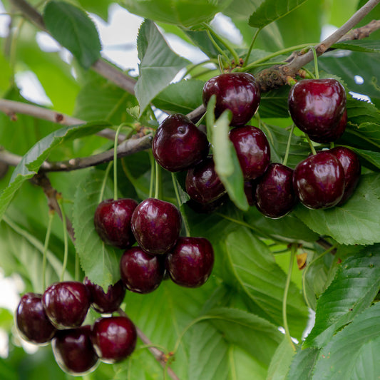 Kersenboom Regina - Bakker