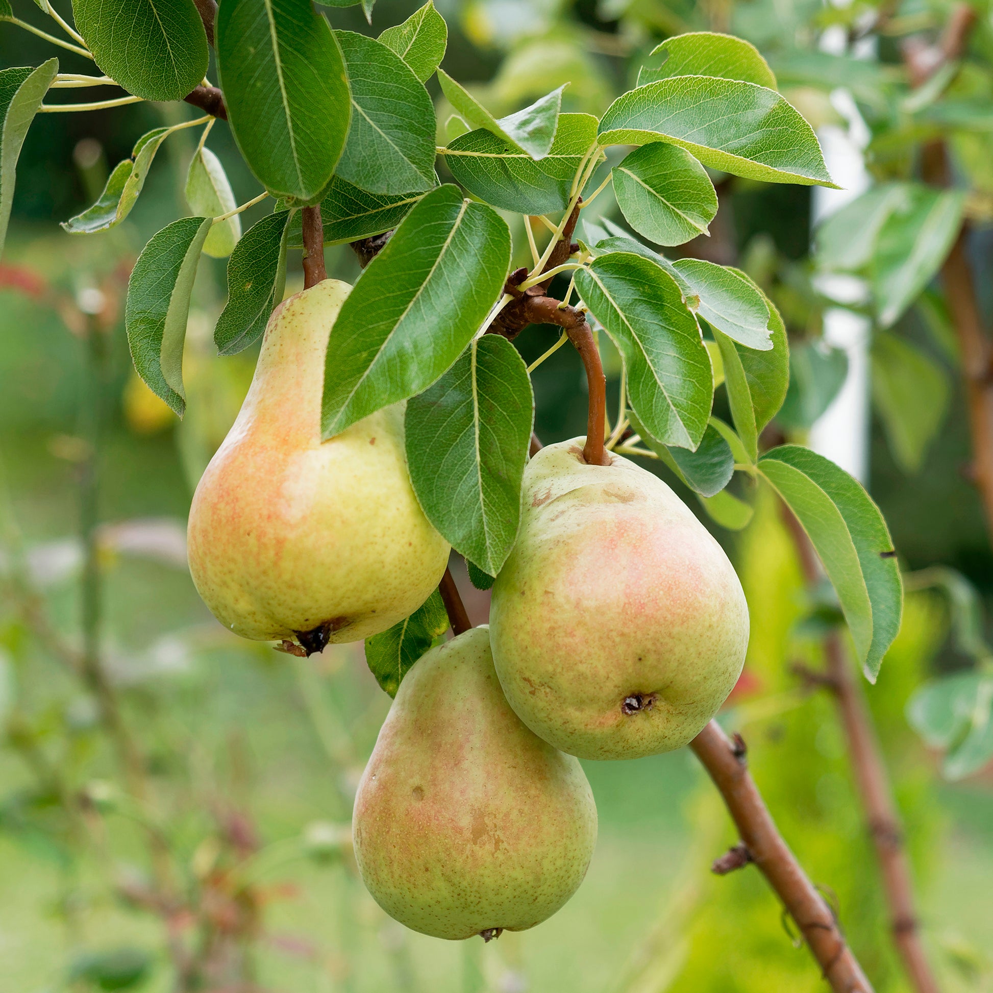 Perenboom Beurré Alexander Lucas - Bakker