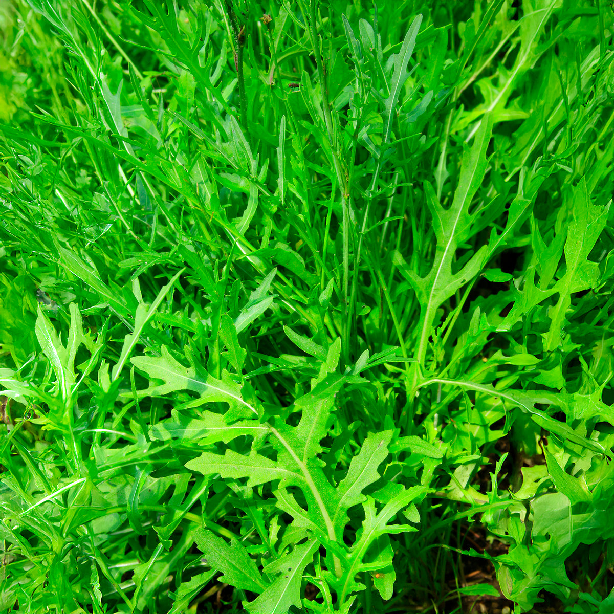Diplotaxis tenuifolia Wildfire - Rucola Wildfire - Slazaden