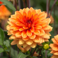Dahlia Japlou