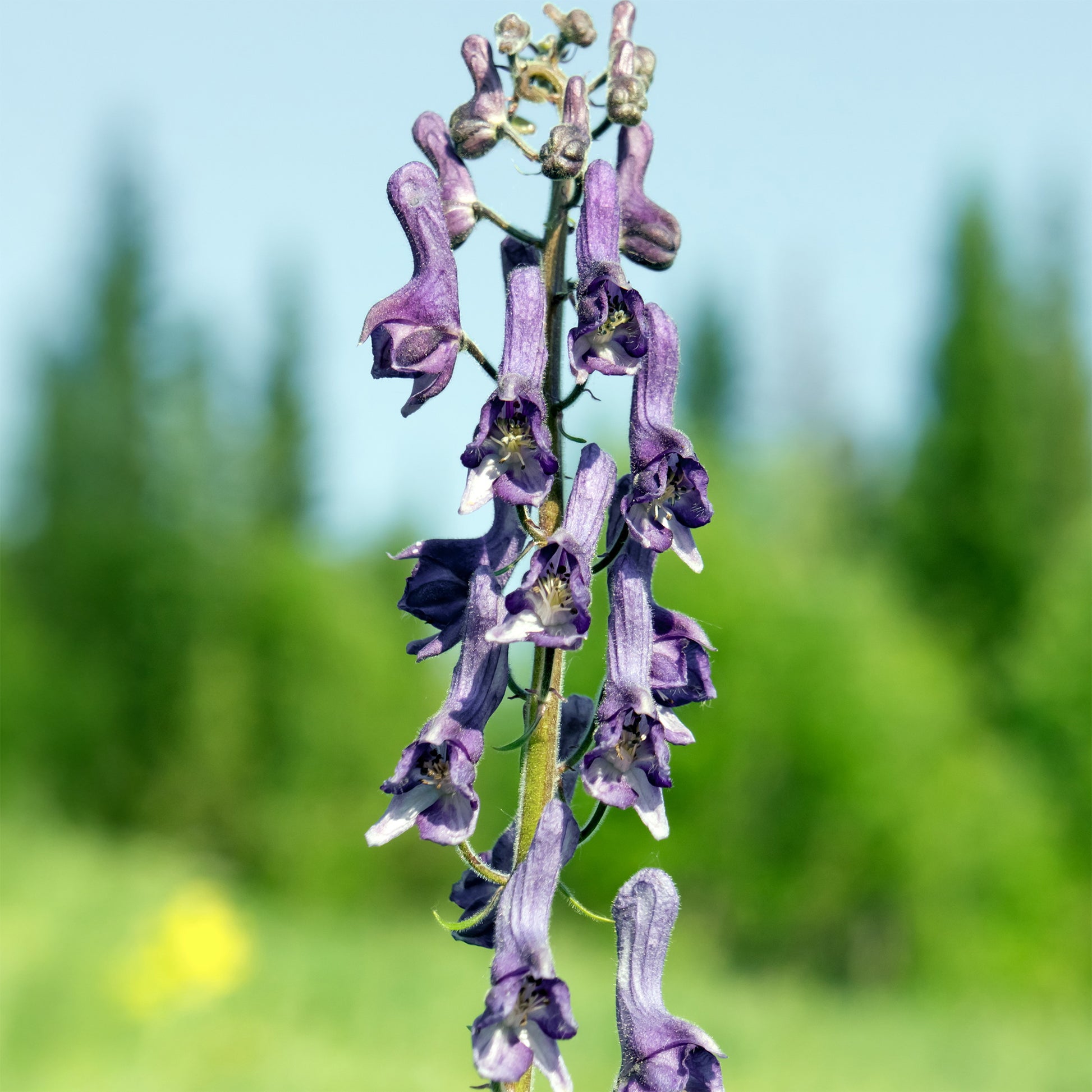 Monnikskap Purple Sparrow - Bakker