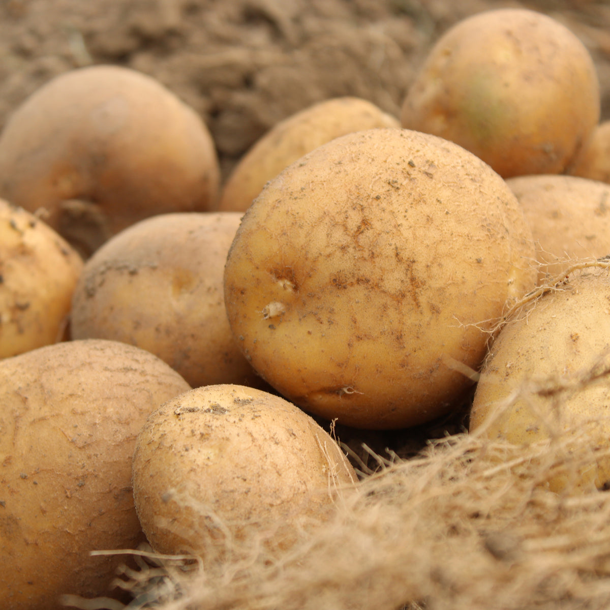 Aardappel 'Wilja' (x25)