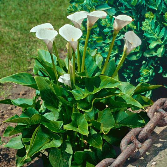 Ethiopische witte aronskelk - Bakker
