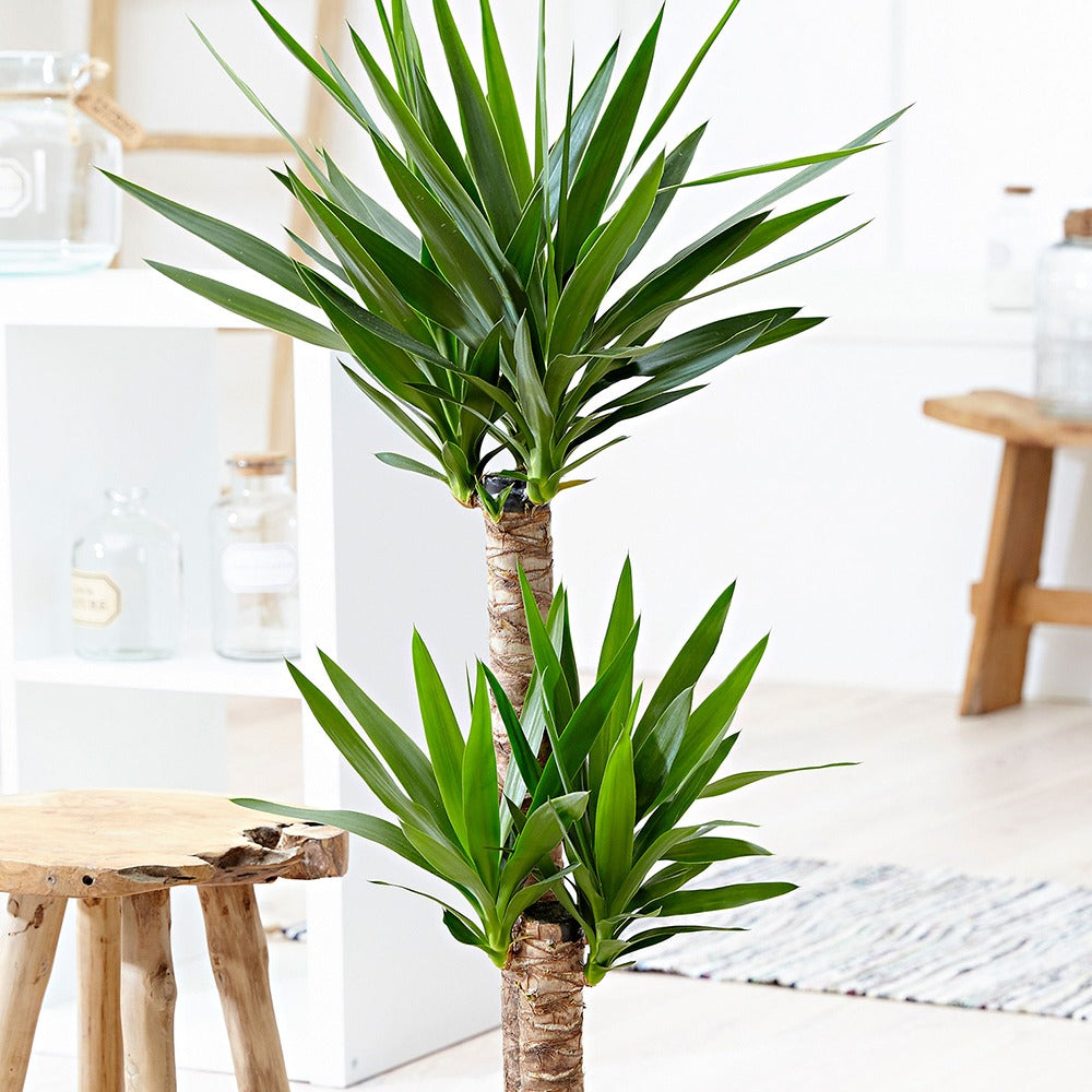 Palmlelie - Yucca elephantipes - Bakker