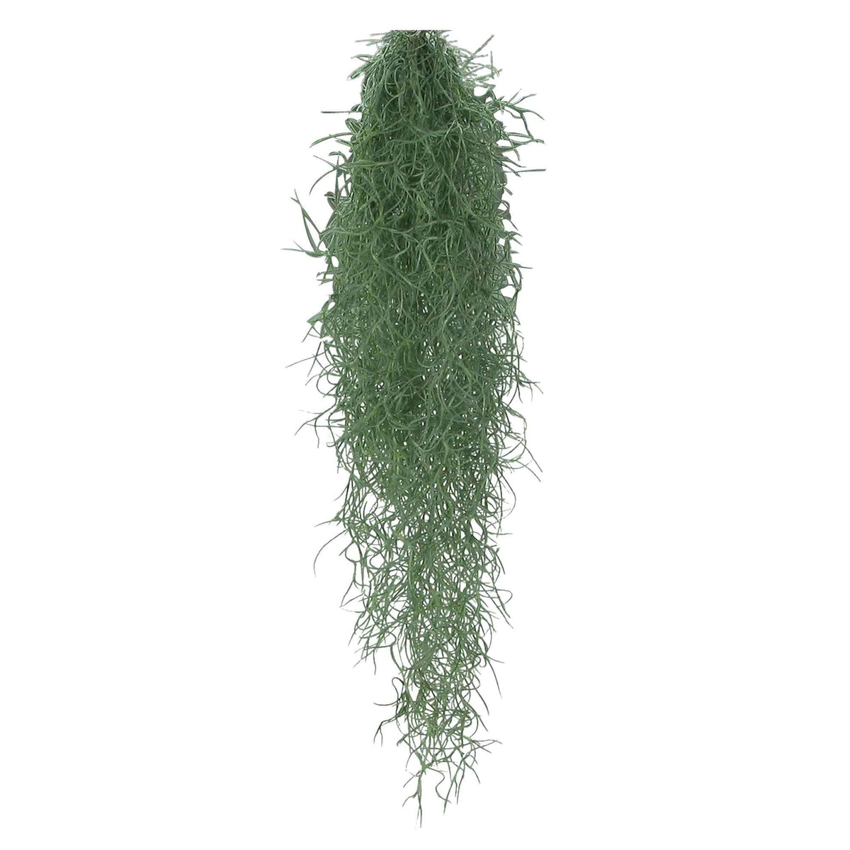 Spaans mos - Tillandsia usneoides - Bakker