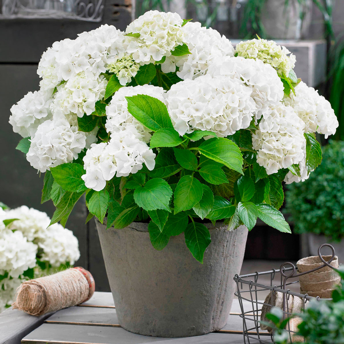 Boerenhortensia wit