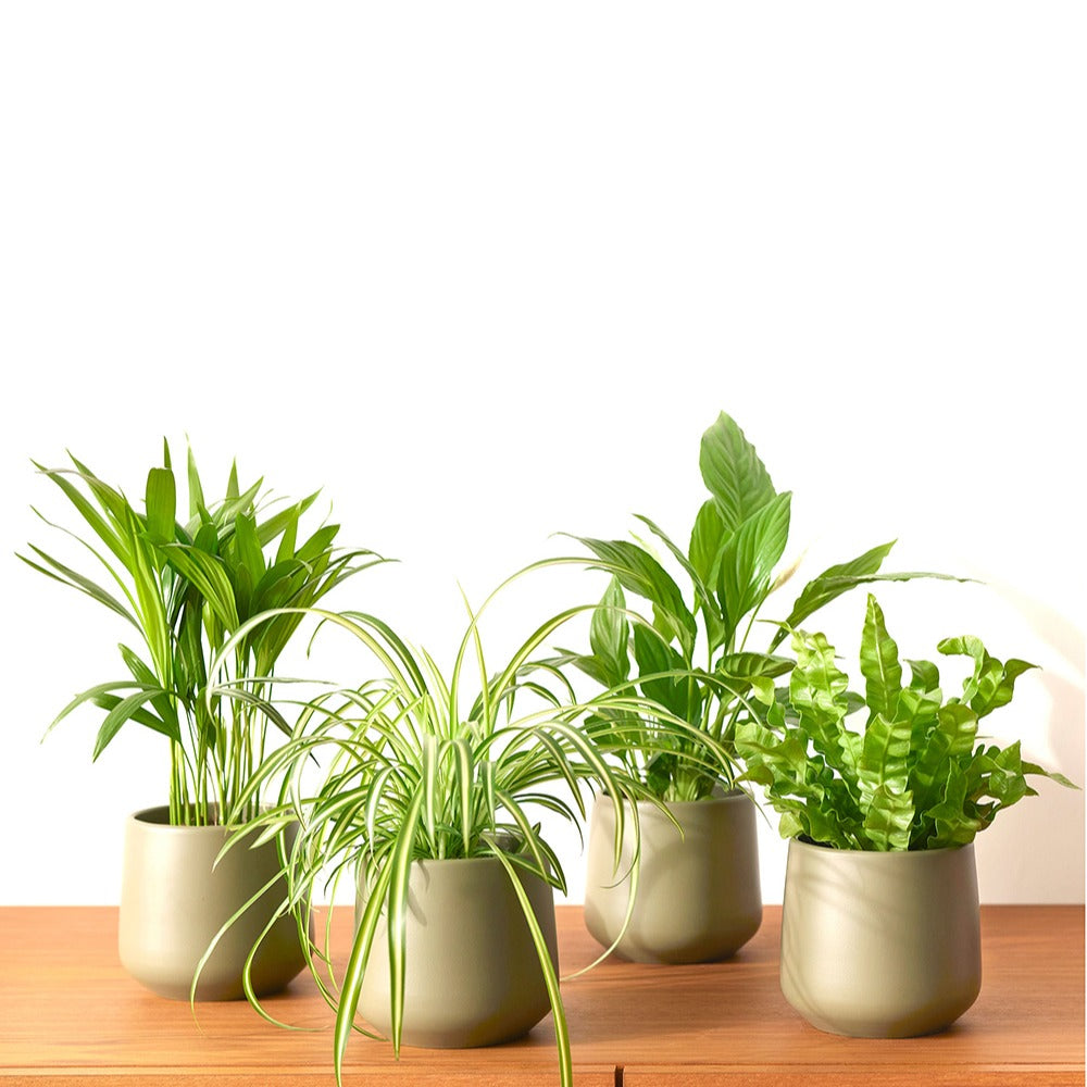 Luchtzuiverende planten Mix (x4) - Areca dypsis, chlorophytum 'atlantic', asplenium, spathiphylum - Bakker