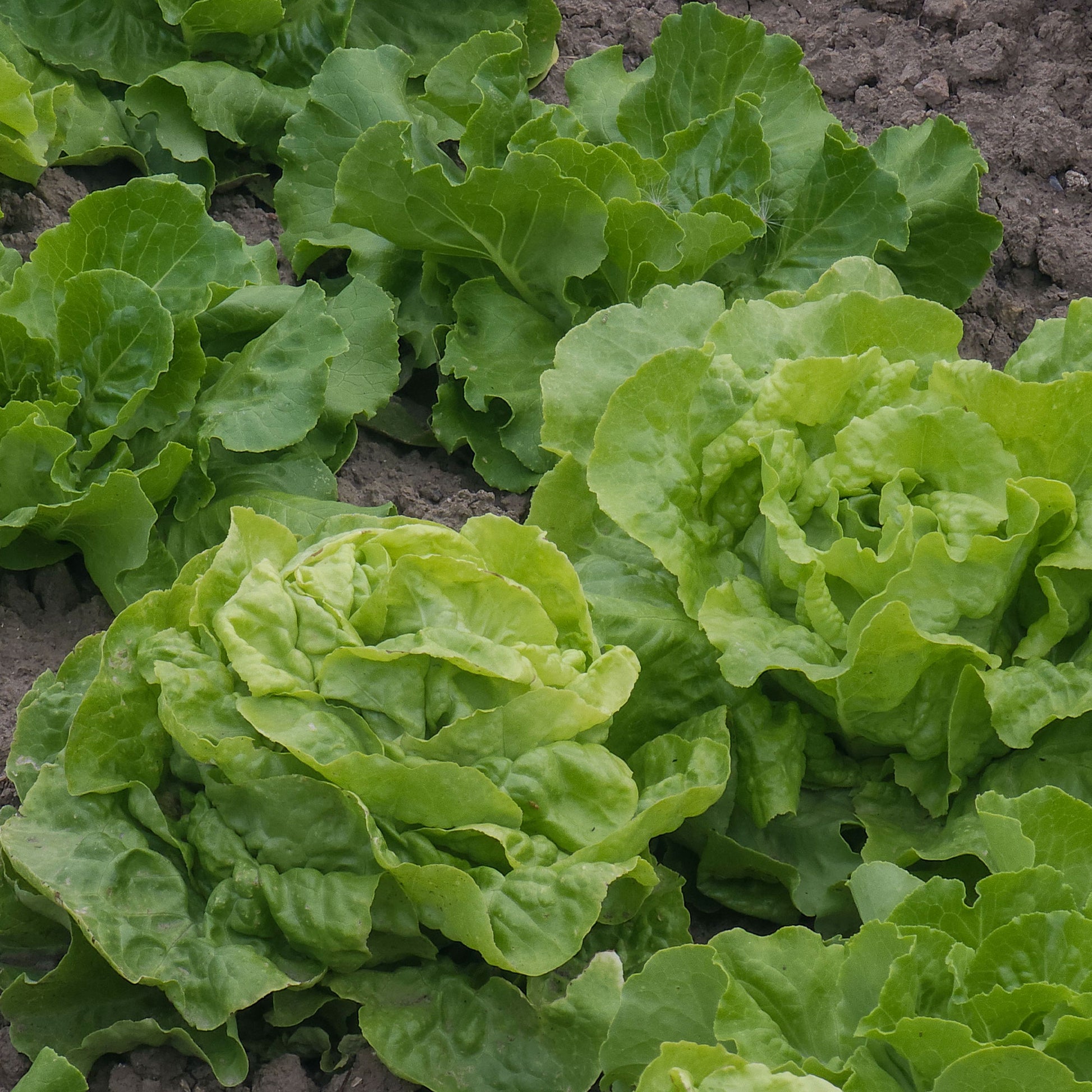 Botersla 'Deliane' - Lactuca sativa Deliane - Bakker