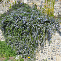 Rozemarijn 'Pointe du Raz' - Bakker