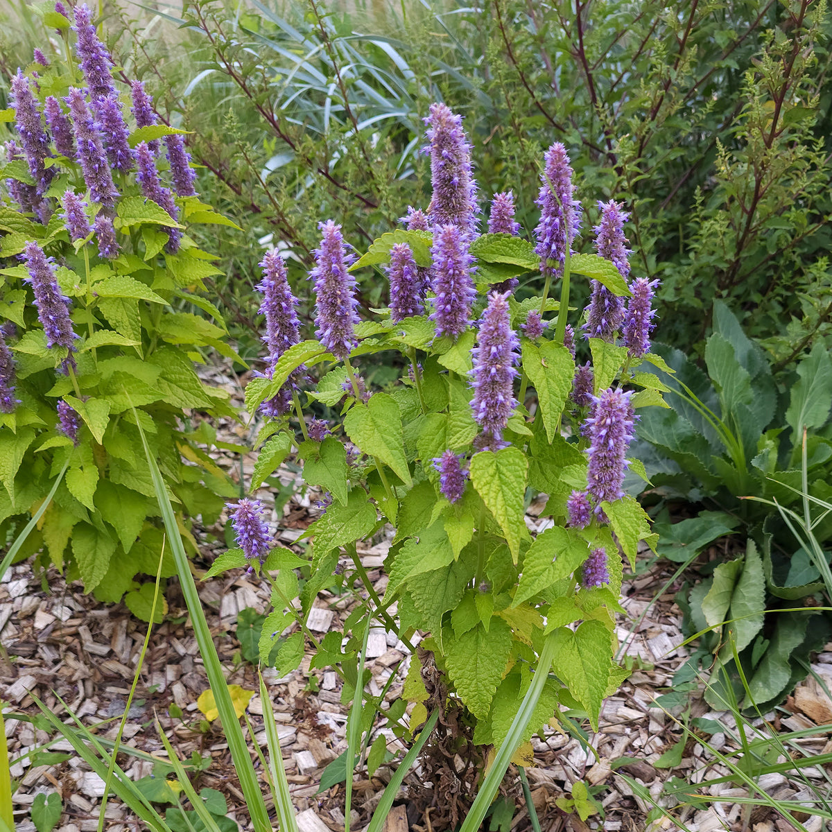 Agastache rugosa Golden Jubilee - Dropplant Golden Jubilee - Agastache