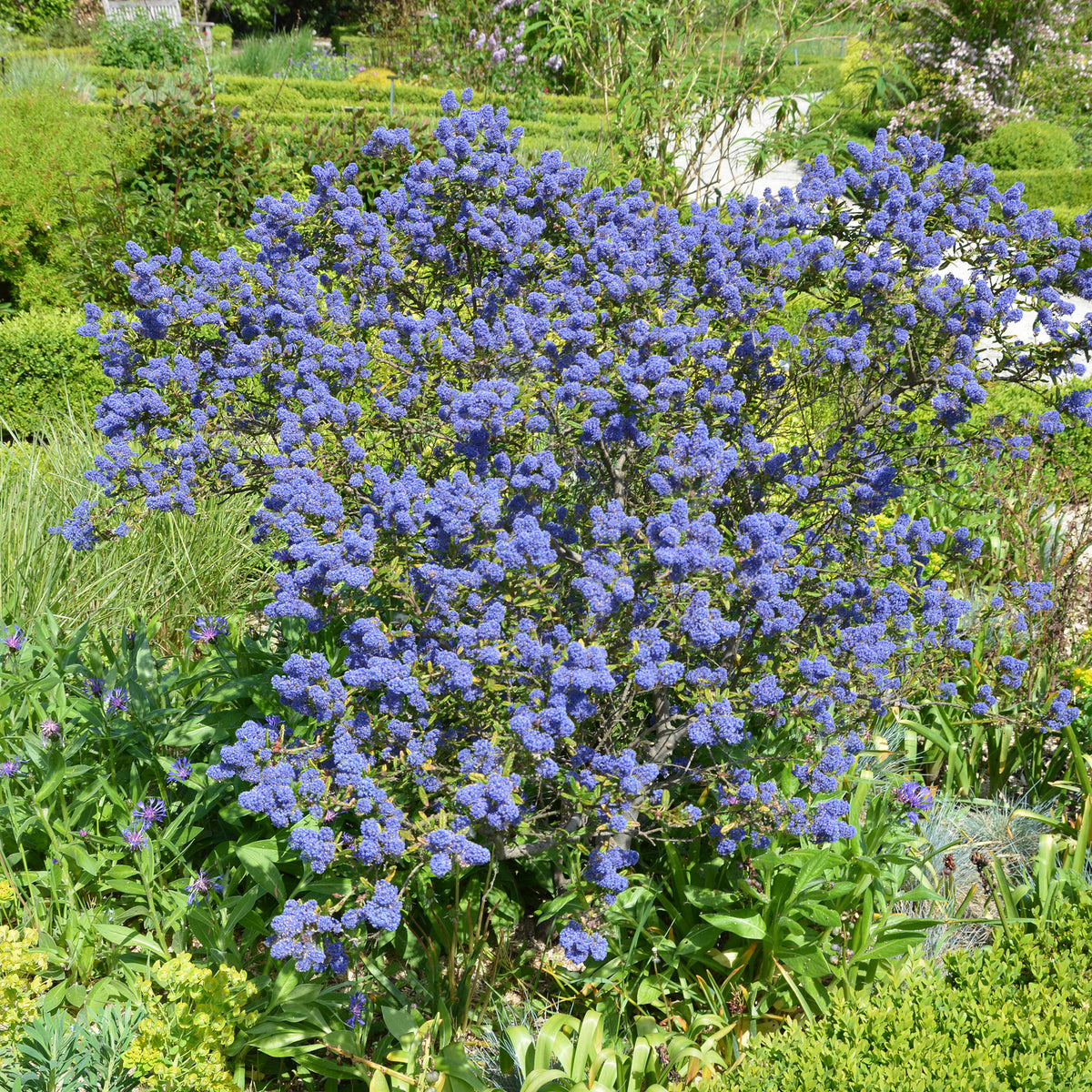 Ceanothus - Californische sering - Ceanothus Concha / Amerikaanse sering - Ceanothus Concha